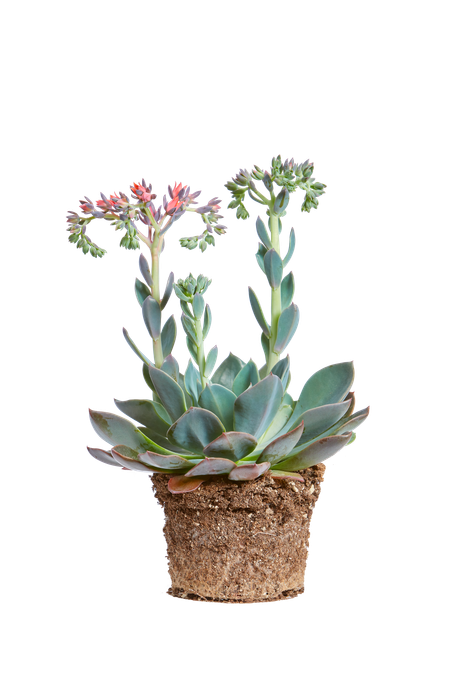 Echeveria 'blue prince'
